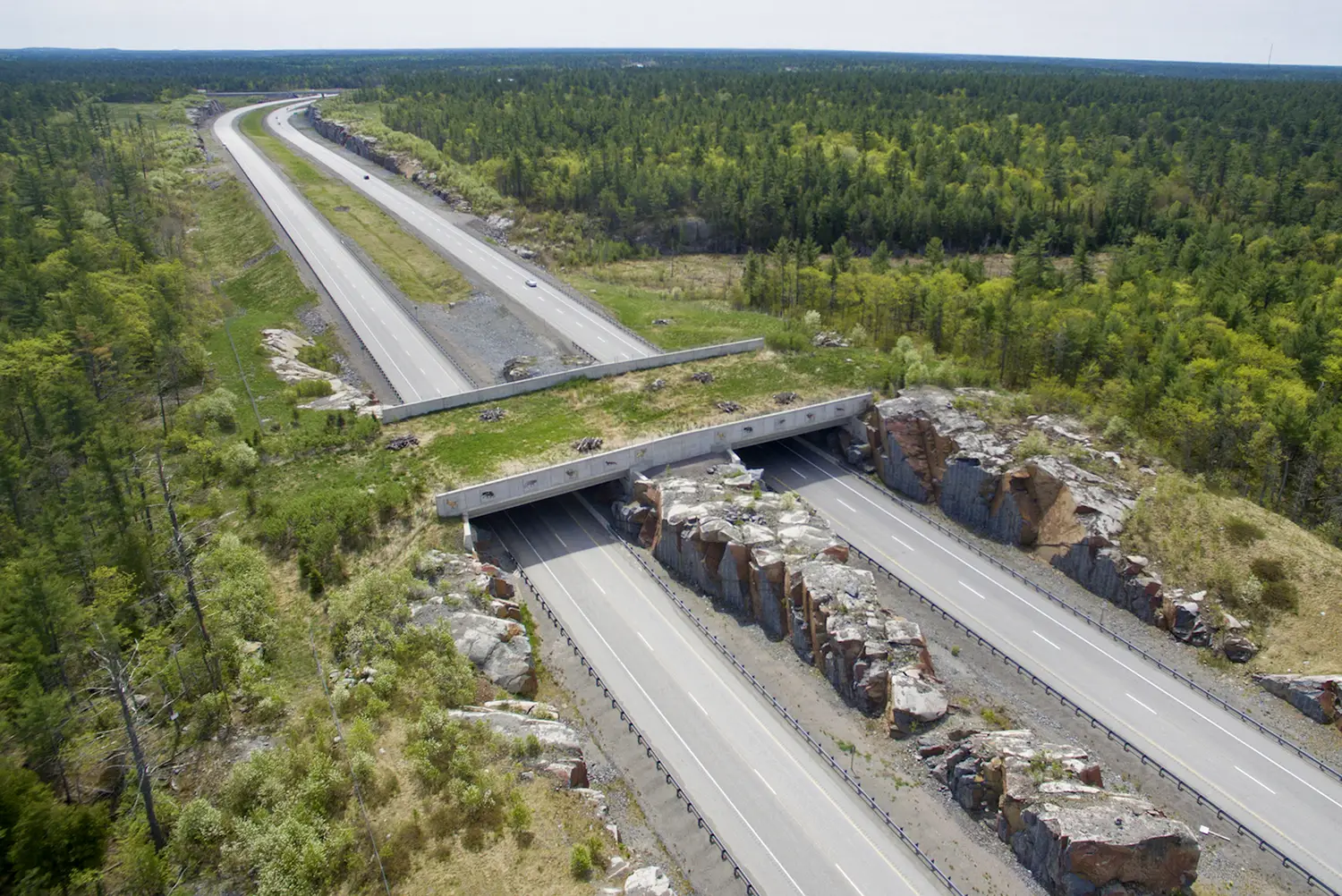 A remote rural highway crossed by a grassy overpass connecting the forests on either side.